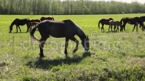 在一个阳光明媚的夏天许多灰褐色的马在森林的田野上自由地放牧视频的预览图
