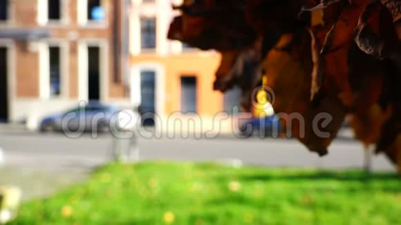 秋天的树叶在树上在城市公园的风上视频的预览图