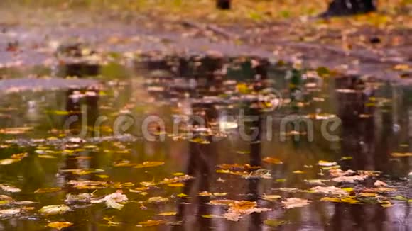 女人穿过水坑水滴掉进水坑里溅起水花产生涟漪秋天的雨天秋季概念视频的预览图
