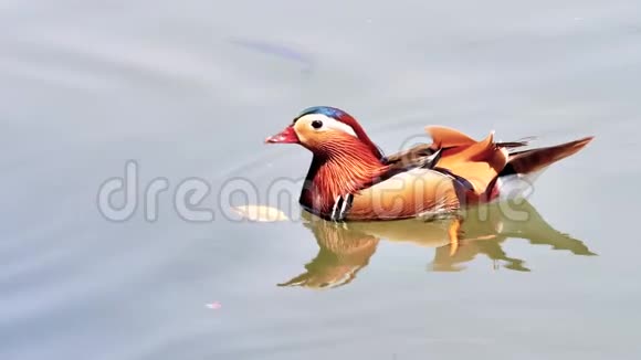 美丽的鸳鸯在西湖游泳鸳鸯鱼和蹼足在清水中4k电影视频的预览图