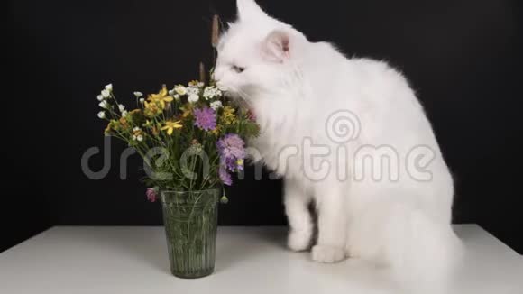 桌上的白猫吃花视频的预览图