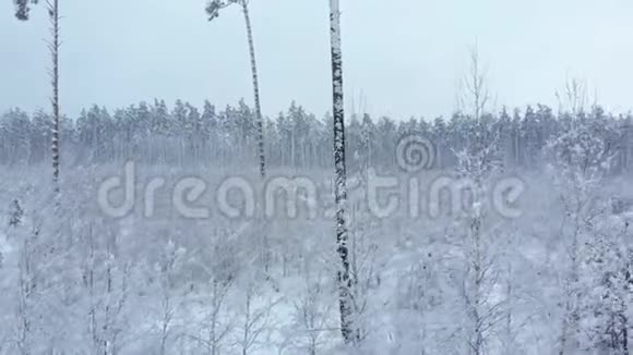 年轻的冬季森林前景空中观景视频的预览图