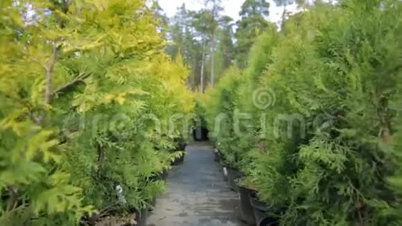 乔木植物花园苗圃中的一排针叶树植物苗圃中的Thuja树视频的预览图