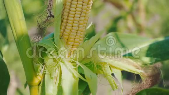 甜玉米在茎上特写玉米芯视频的预览图