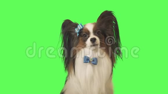 美丽的狗帕皮龙带着蓝色的蝴蝶结看着绿色背景的镜头视频视频的预览图