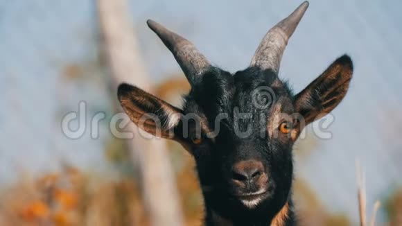 大自然近景中滑稽的黑山羊视频的预览图