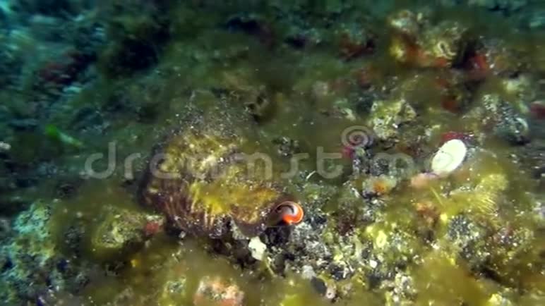 草莓海螺眼睛Strombusluhuanus用眼睛看着你印度尼西亚视频的预览图