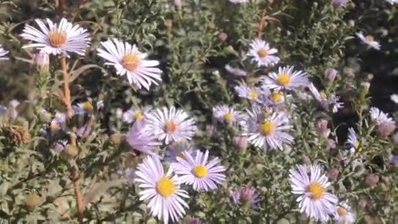 紫菀花和蜜蜂视频的预览图
