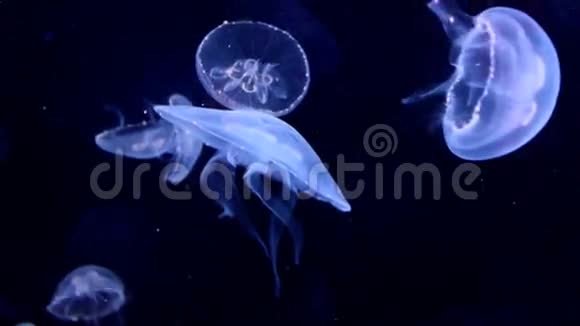 生物发光水母视频的预览图