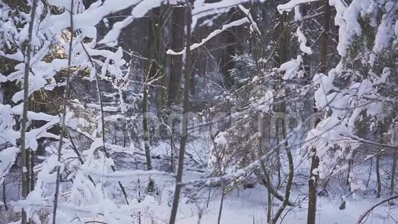 微笑的人走雪冬季森林旅行者带背包在镜头前挥动他的手视频的预览图