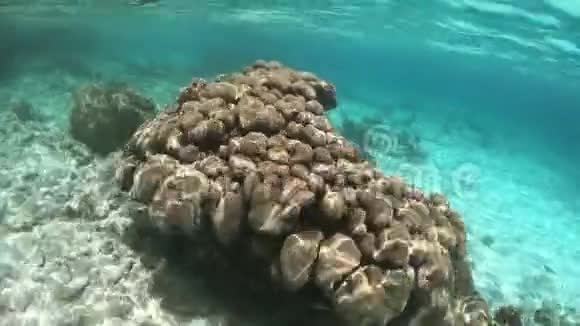 博内尔岛的珊瑚视频的预览图