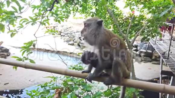 从绿色丛林森林中的树上喂小动物的雌性猴子视频的预览图