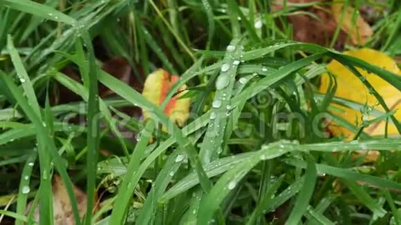 秋雨在草坪上的绿草上的雨滴视频的预览图