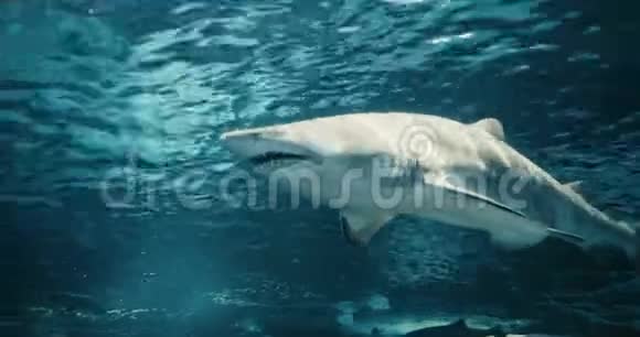一条经过的鲨鱼的影像视频的预览图