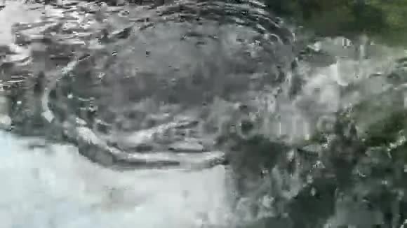 池塘里的鱼鳟视频的预览图