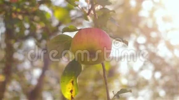 花园里树枝上漂亮的苹果晚上的苹果树视频的预览图