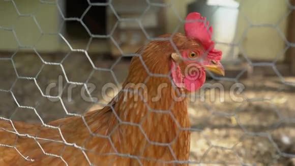 关在笼子里的母鸡视频的预览图