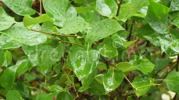 秋雨中瑟林加丛湿叶视频的预览图