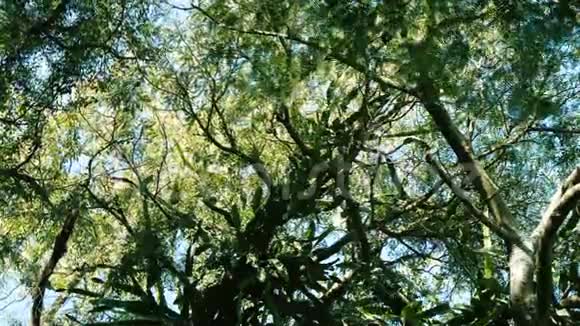 LArge冠层树感染仙人掌寄生植物视频的预览图