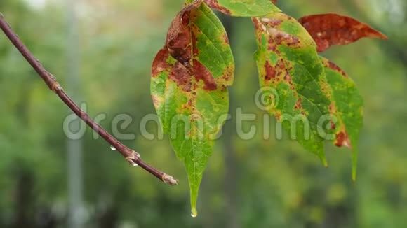 雨中枫树的彩色湿叶视频的预览图