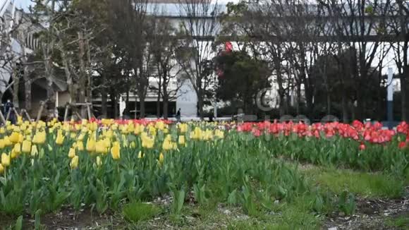 郁金香花在园林中的运动与运动视频的预览图