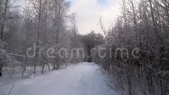 冬季森林小径树上覆盖着雪视频的预览图