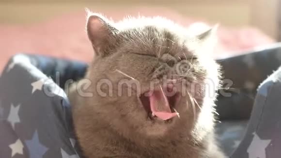 睡灰猫在猫床上视频的预览图