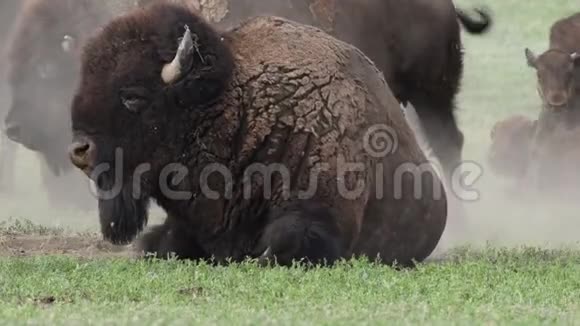 靠近野牛坐在田野的泥地里视频的预览图