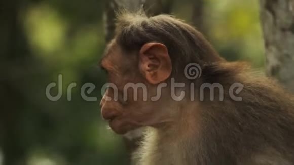 印度的一只大黄猴在咀嚼和抓挠视频的预览图