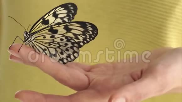 带纸风筝蝴蝶的女人视频的预览图