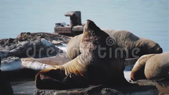 海狮在堪察加的海狮巡店摆姿势视频的预览图