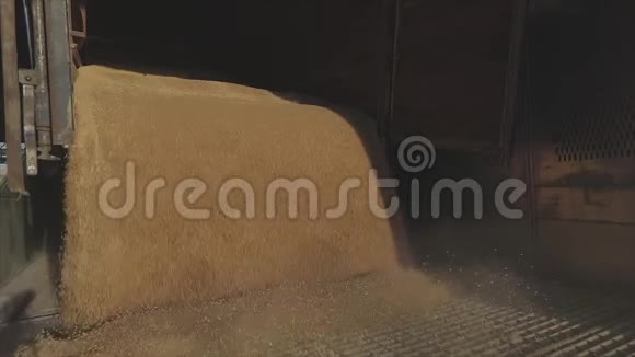 用汽车在仓库里卸下小麦从卡车上卸下小麦把小麦装入筒仓视频的预览图