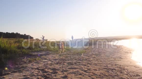 快乐的狗沿着海滩跑向主人家人在公园里休息慢动作视频的预览图