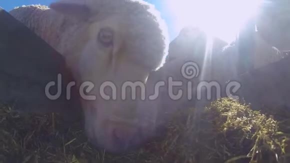 吃干草的羊群视频的预览图