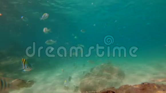4k慢镜头白种人年轻男子浮潜面具和呼吸管在一个美丽的海洋与许多视频的预览图