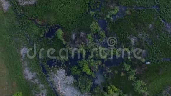 森林里的沼泽空中射击视频的预览图