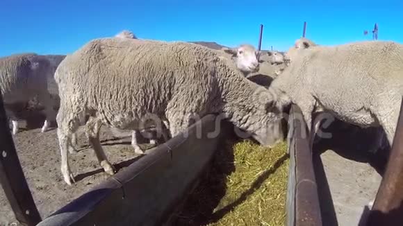 吃干草的羊群视频的预览图