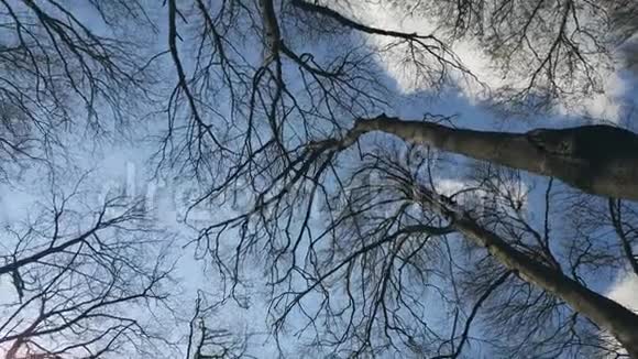 背景树在蓝天上分枝从下往上看视频的预览图