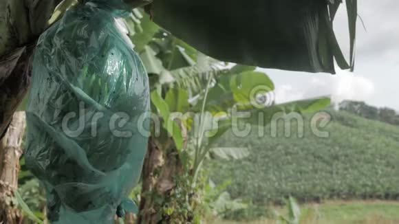 一束带塑料保护的绿色香蕉视频的预览图