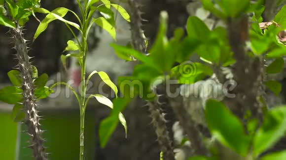树干上的刺和肉质植物枝条上的绿叶紧贴着有刺植物枝条上的绿色叶子视频的预览图