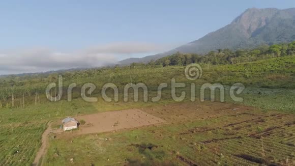 印度尼西亚高地的农田视频的预览图