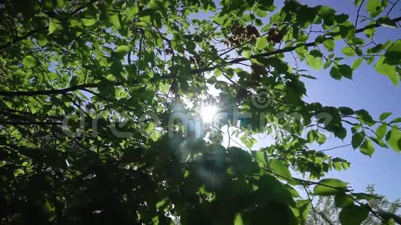 年轻的叶子穿过太阳视频的预览图