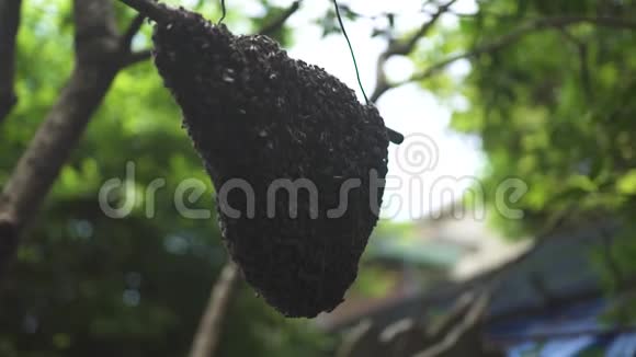 夏季花园里蜜蜂的蜂巢特写野生黄蜂在丛林森林里建造了一个悬挂的蜂巢视频的预览图