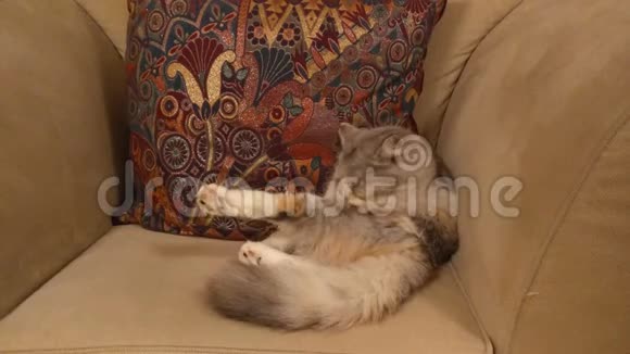 一只可爱的彩色猫在沙发上的美丽镜头视频的预览图