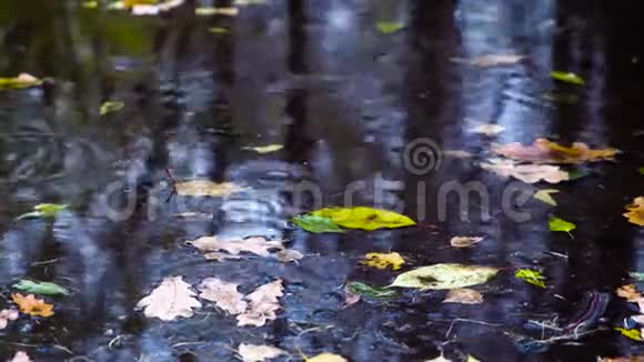 秋天的雨天水滴掉进水坑里溅起水花产生涟漪秋季概念视频的预览图