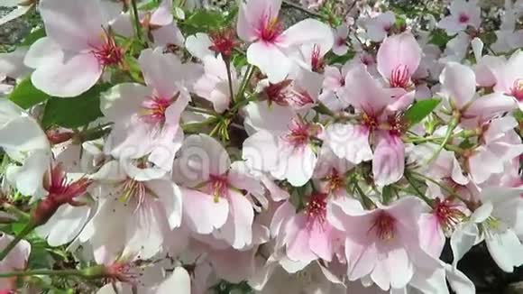 春天微风中的白樱桃视频的预览图