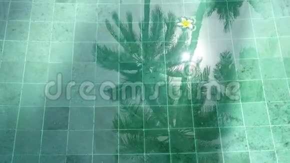 花白梅花在池水中漂浮棕榈树在夏日晴天的池水中影响热带视频的预览图