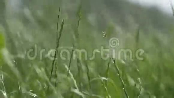 移动的草地靠近视频的预览图