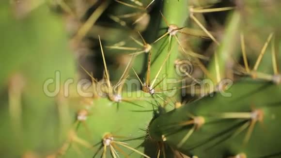 仙人掌植物特写视频的预览图