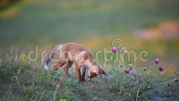 小红狐在草地上找东西慢动作视频的预览图
